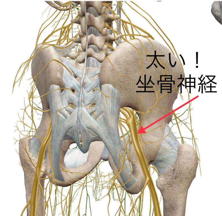 坐骨神経痛 バイタルリアクトセラピー専門、大阪府豊中市の宮脇治療院